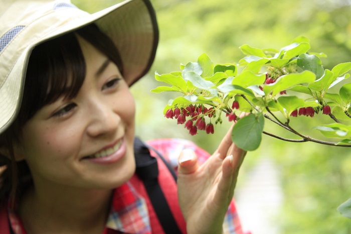 いつ出会っても、本当に綺麗で美しいベニサラサドウダンツツジ。今年もかけがえのいない尾瀬の湿原や森林内にて可憐な姿が見られました。女性にも人気のある美しいツツジですね。尾瀬の美しい花々には女性の姿が本当によく似合うと思います。