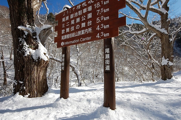 会津駒ケ岳・下大戸沢近くにある桧枝岐村の看板と巨大なナラの木の雪化粧した姿です。
