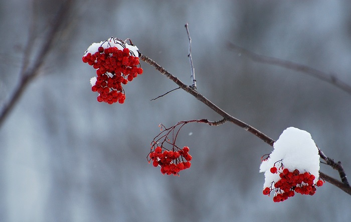 ミニ尾瀬公園にはまだナナカマドの実が残っておりました。真冬でも赤い実を魅せるナナカマドです(２０１９年１月２６日）。