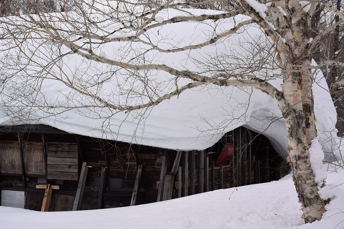 多くの雪が積もる屋根とダケカンバの光景です。雪は少なめでしたが、フッカケ（屋根の軒から出た雪の状態）の付き方が今年は少し変わっていたように思いました。やはり、風向きの影響と思われます。