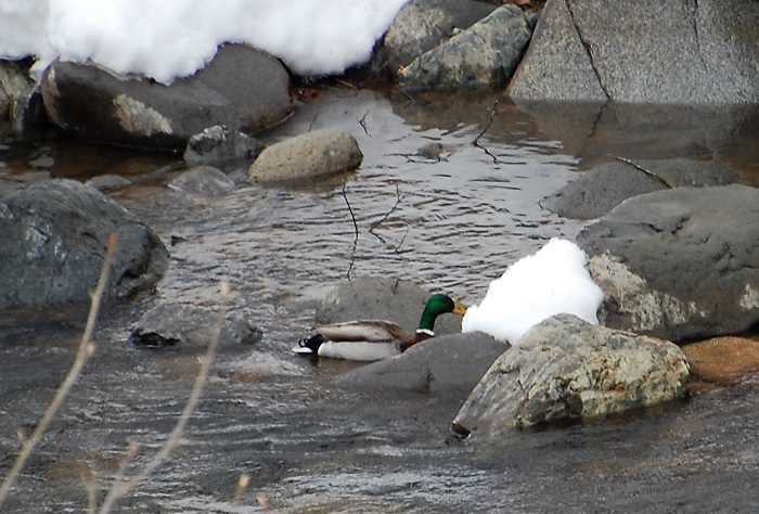 今年の冬も、尾瀬野より望む桧枝岐川に訪れた鴨の姿を見ることができました。この日は二羽でしたが、多い時には数羽の鴨を見ることがあります（2019年2月28日）。