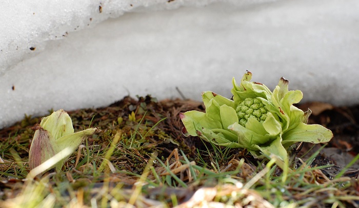 雪の下から顔を出すマグサブロー（フキノトウ）。まさにその味は、最高の春の味わいまた、雪解けの味わいであり、北国の春の味そのものです。小沢平開墾地にて祖母が毎日、毎日マグサブローを採り、塩漬けにして大切に保存されていた姿を思い出します(２０１９年３月１８日）。