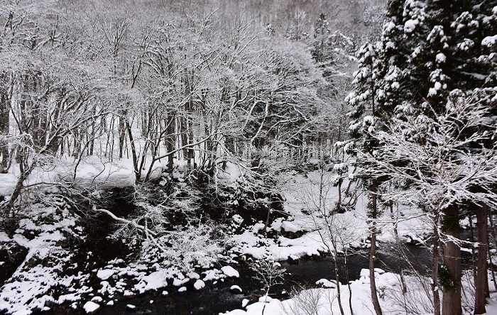 ２０１９年４月１１日（木）の雪化粧した檜枝岐川渓谷の様子です。この季節では珍しく、霧氷に染まる原生林の姿が見られました。まるで白黒写真のようです。