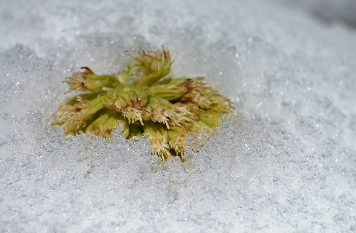 ２０１９年４月１３日（土）晴天の中、４月１０日（水）から４月１１日（木）の季節外れともいえるような積雪の中から顔を出すマグサブロー（フキノトウ）。１度咲き始めたフキノトウですが積雪で埋まり、色が茶色に少し変色しているのがわかりますね。