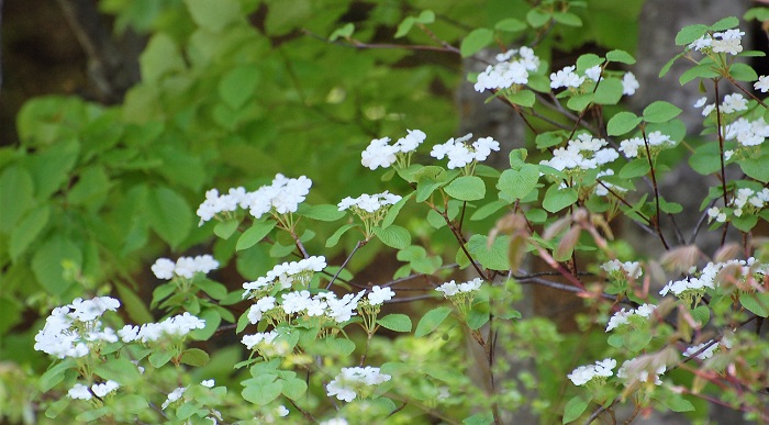 鮮やかな新緑と残雪残る春のブナの原生林内では、毎年オオカメノキの美しく可憐な純白の花々が見られます。心洗われる、綺麗な春の名花ですね（画像は２０１７年５月２８日・尾瀬ブナ平にて）。
