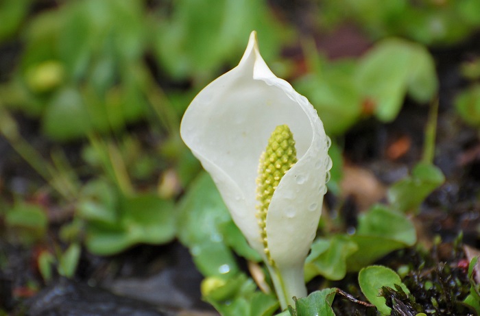 画像は２０１８年５月１４日、尾瀬御池登山口付近の湿原で見かけた、可憐な水芭蕉の姿です。