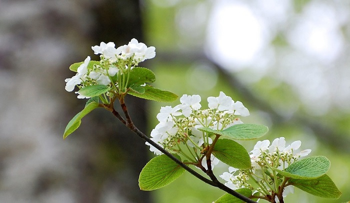 画像は２０１８年５月１４日、尾瀬ブナ平の国道脇で見かけた深山の春の名花・オオカメノキの純白の花々の姿です。オオカメノキの純白の花々の美しさからは、ブナの原生林などの大自然の春の美しさが感じられます。
