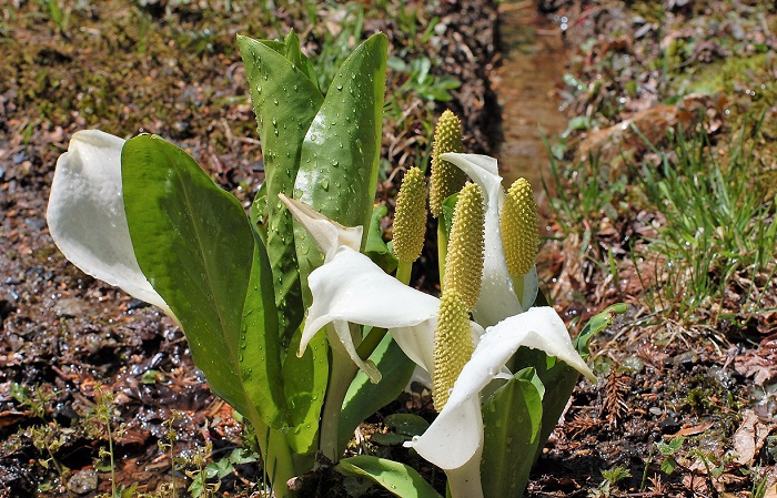 大分大きくなった水芭蕉の姿を見ることができる季節となりました（２０１９年５月４日・尾瀬野より望む桧枝岐川渓谷にて）。