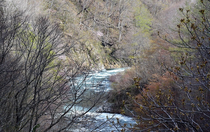 急な山肌の中を流れる深山の渓谷の雪解け水の流れを見ていると、いかに檜枝岐村が険しい山々の奥に位置しているかを改めて思い知らされます（２０１９年５月５日）。