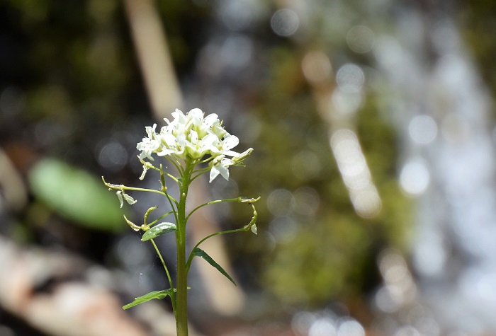 良くわかりづらいですが、葉ワサビの花です。よく見ると本当に綺麗な花です。