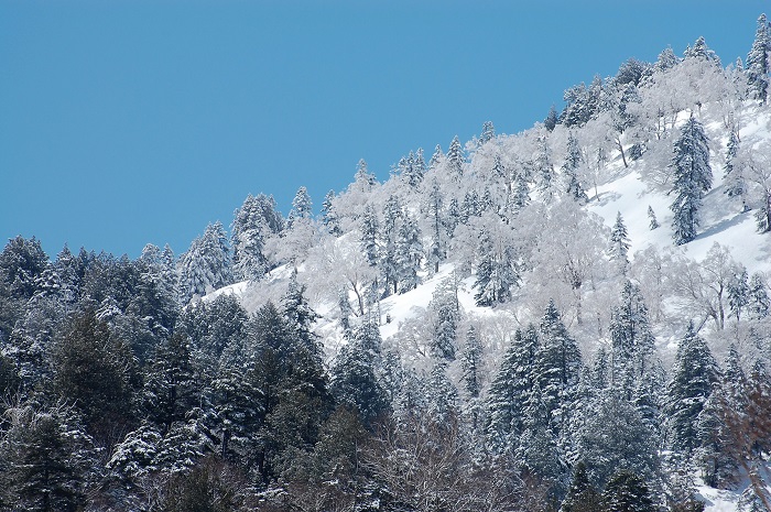 尾瀬御池登山口から望む燧ケ岳の様子です。画像は広沢田代下の原生林の霧氷の光景です（２０１９年５月７日）。５月７日にして、この霧氷の雪景色の光景です。