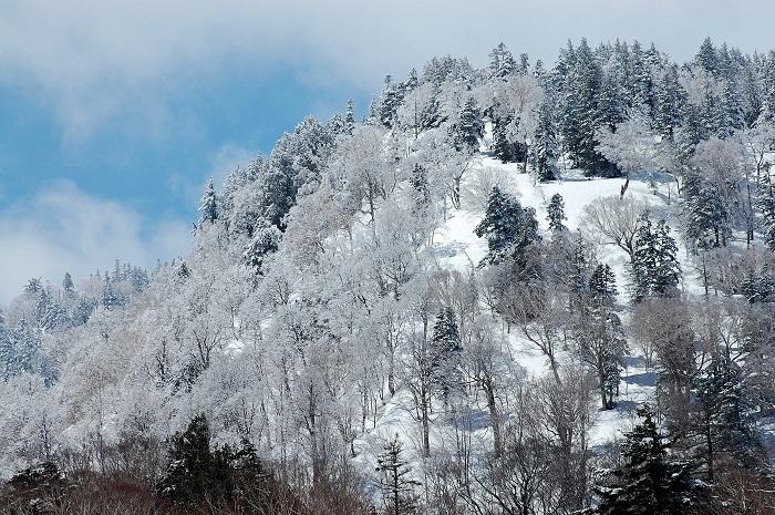 尾瀬御池登山口から望む燧ケ岳の様子です。画像は広沢田代下の原生林の霧氷の光景です（２０１９年５月７日）。新雪でまさに光り輝く白銀の光景ですね。