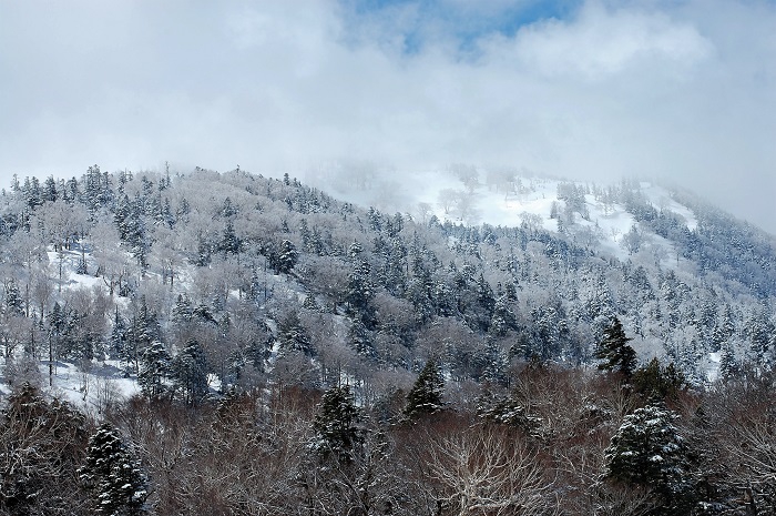 尾瀬御池登山口から望む燧ケ岳の様子です（２０１９年５月７日）。この日、前夜から降った雪により標高約１７００ｍから上が、美しい霧氷の景観に包まれていてとても綺麗でした。