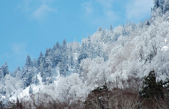 尾瀬御池登山口から望む燧ケ岳の様子です。画像は広沢田代下の原生林の霧氷の光景です（２０１９年５月７日）。澄み渡る青空と霧氷の光景が、とても低い、また、とても寒いこの日の気温ということもあり、本当に綺麗な春の雪景色でした。