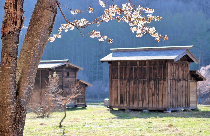 板倉セイロウ造りの古民家群と美しい桜の景観が妙に似合う光景ですね(２０１９年５月８日）。