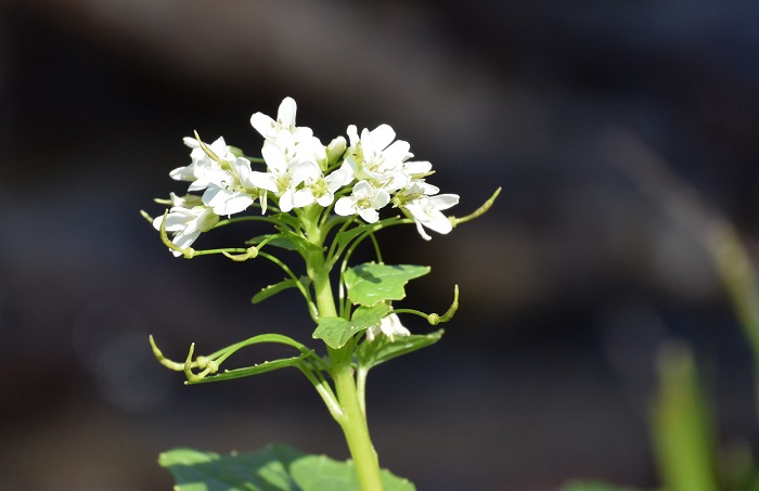 山ワサビの花も今最高に美しい季節です。深山霊峰の本当に綺麗な清流のそばで見る山ワサビの花。毎年心癒されます(２０１９年５月１０日）。