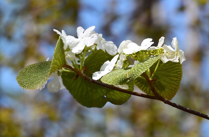 深山霊峰の山々をめぐる山菜採りの中で出会うオオカメノキの美しい花々には本当に心癒されます(２０１９年５月１０日）。