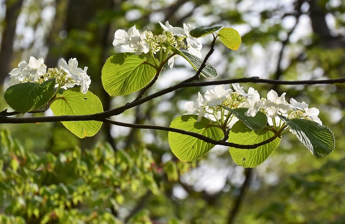 オオカメノキの純白の花々も満開を迎える桧枝岐村の春。(２０１９年５月１６日）。