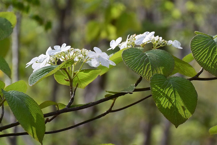 朝日を浴びて可憐に光り輝くオオカメノキの純白の花々と緑の葉は本当に美しく綺麗でした（２０１９年５月１６日）。