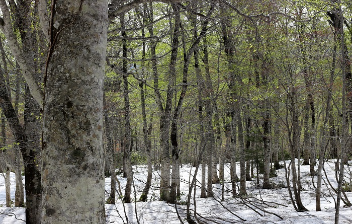 尾瀬ブナ平上部(標高約１４５０ｍ付近）の残雪残る中に、新緑が始まる光景です（２０１９年５月２１日）。