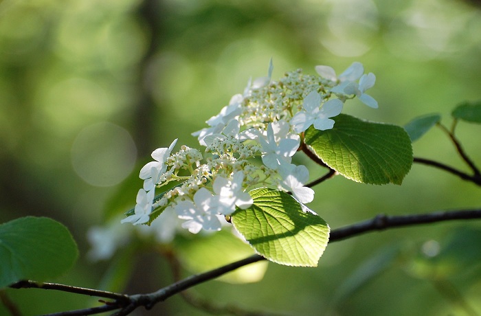 朝日を浴びて原生林を色鮮やかに美しく彩るオオカメノキの純白の花々。毎年、オオカメノキの花々を撮影しておりますが、新緑の中で見るオオカメノキは毎年、心洗われるような本当に綺麗な美しさを放っているように見えます。大自然の春の美しさそのものですね（２０１９年６月１日・ブナ坂、モーカケの滝付近にて）。