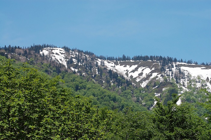 会津駒ケ岳のキリンテ登山口分岐から尾瀬御池登山口へ続く稜線と新緑の光景です（２０１９年６月１日）。