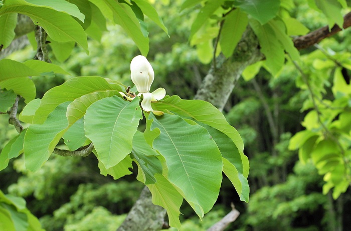 画像ではまだ花が開いておりませんが、ホオノキの花が見頃を迎えております。