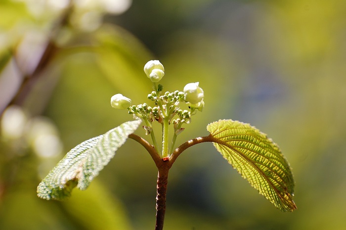 新芽が開花したばかりのオオカメノキの花々が多数見られました(２０１９年６月１３日）。