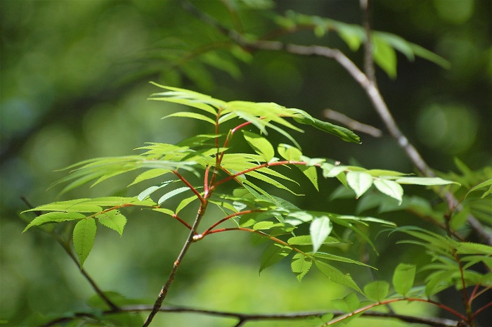 登山道脇のナナカマドの新緑とダケカンバの新緑が本当に鮮やかな裏燧林道でした(２０１９年６月１３日）。