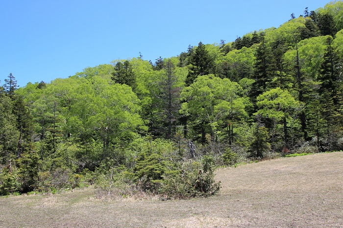 姫田代湿原で見る燧ケ岳の新緑の光景です。ダケカンバの新緑が本当に鮮やかでした(２０１９年６月１３日）。