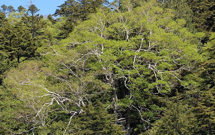 ダケカンバの新緑の光景ですが、まっすぐな枝などまるで見当たりません。これは冬期間の気象状況や気温がいかに厳しいかを物語っている現象であり、長い間、厳しい風雪に耐え抜いた大自然の中での原生林の自然現象です。尾瀬国立公園ではダケカンバのそばを通るたびに、その枝ぶりは必ず見ることにしています(２０１９年６月１３日）。