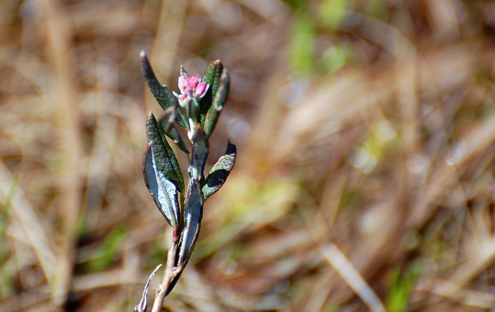 今年は高山植物の開花が少し遅れているようですが，上田代湿原の木道脇では、見たところ数か所だけヒメシャクナゲのつぼみが見られました(２０１９年６月１３日）。