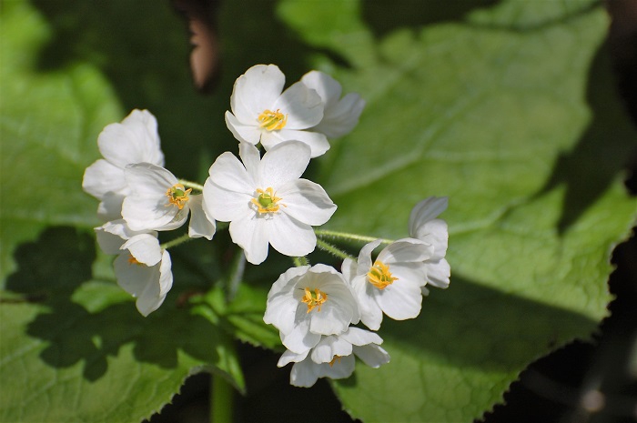 今回の散策で、サンカヨウが満開の花々を魅せておりました(２０１９年６月１３日）。