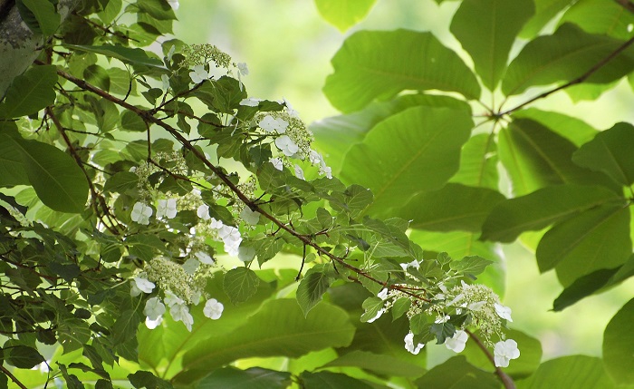 ノリウツギの枝が伸びている様子ですが、ホオノキの葉の緑が太陽の光を浴びて綺麗な中で、ノリウツギの花々が本当に綺麗に見えました（２０１９年６月２０日）。
