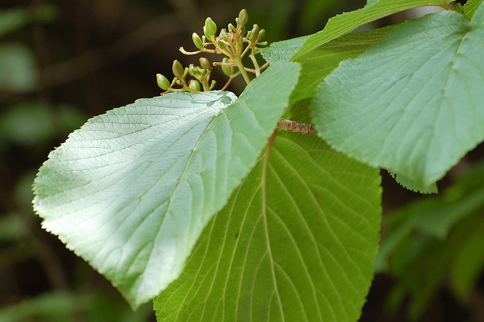 オオカメノキの花も終わり、実をつけ始めている木もありました（小沢平樹海ラインにて）。尾瀬沼山峠や尾瀬裏燧林道などでは、美しいオオカメノキの花々がまだまだ見られますね（２０１９年６月２０日）。


