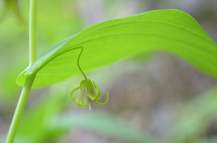 オオバタケシマランの花々が見られる季節になりましたね。