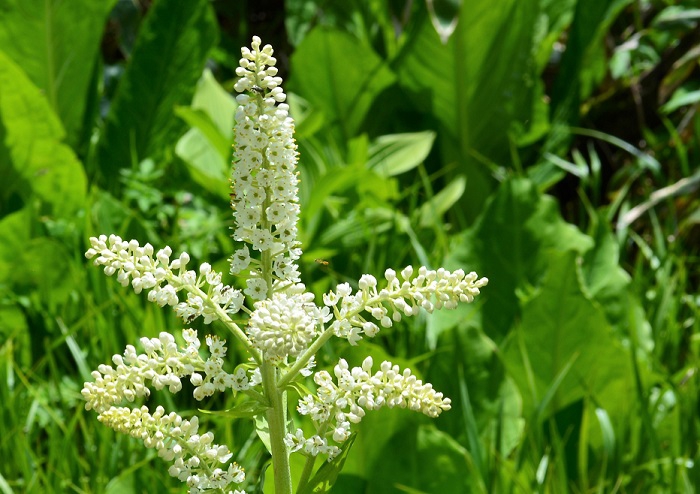 コバイケイソウの花々はいつ見ても見ごたえがありますし、よく見ると本当に美しい花々です。とても有毒であるようには見えませんね。