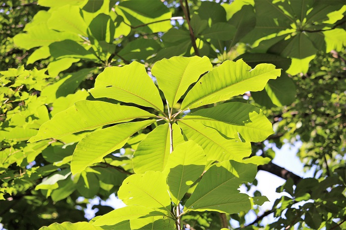 ホオノキの葉が太陽の光を浴びて、より一層美しい緑の姿を魅せる季節です。（２０１９年７月２５日）。
