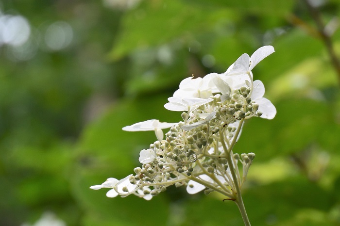 標高の低い所でも見られる、アジサイ系の花々ですが、美しく可憐な純白の姿には心洗われるものがありますね（２０１９年７月２２日）。