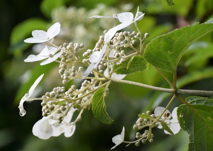 雨上がりの日などでは、ノリウツギの純白の花々が原生林内でより鮮やかに見られます。何気なく見ている花々だと思いますが、よく見ると本当に美しく綺麗な花です(２０１９年７月２２日）。