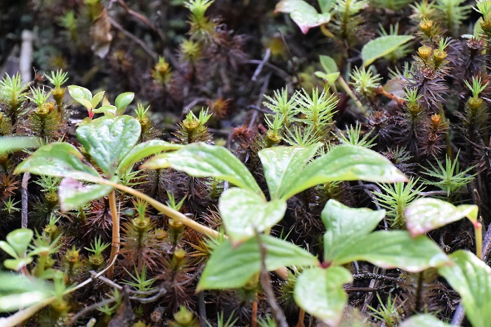 帝釈山へ向かう、標高の高い針葉樹林帯では、ゴゼンタチバナなどの高山植物がいっぱいです（２０１９年８月１日）。