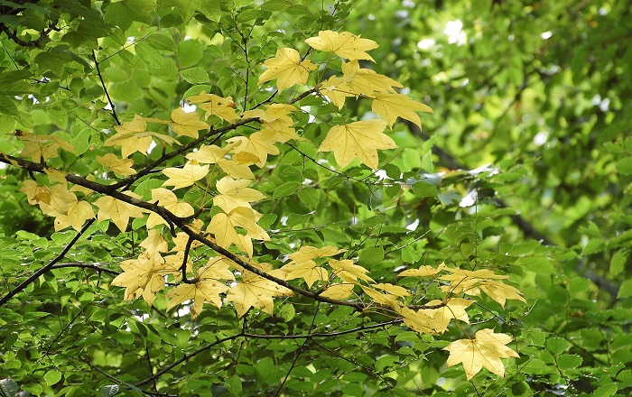 原生林内ではカエデ類も色が変わり始め、秋の気配を感じます(２０１９年８月２１日）。