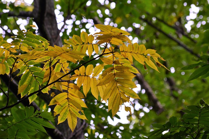 原生林の中では最も早く葉の色を秋の色へと変え始めるサワグルミが、紅葉の季節の始まりを告げているように見えます(２０１９年８月２９日）。