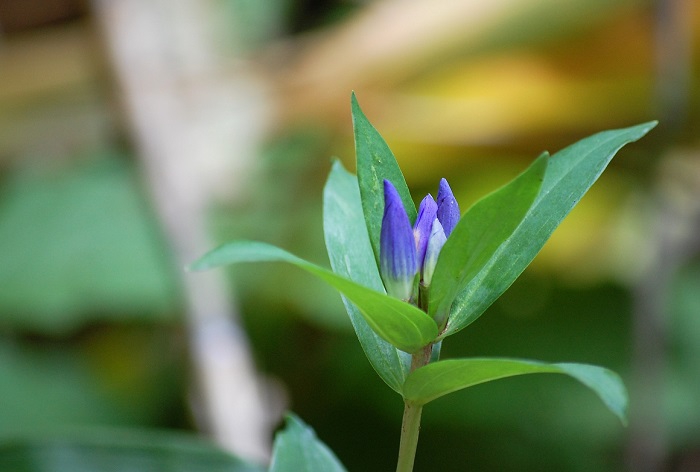 エゾリンドウが尾瀬沼山峠の登山道脇で秋の色を魅せておりました。ミヤマアキノキリンソウや、ヤマハハコなどとともに秋の始まりを感じさせる美しく綺麗な花ですね(２０１９年８月１９日）。