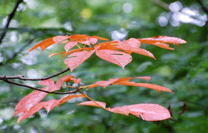 栃の木の葉の紅葉があちこちで少しづつ赤い色を魅せる季節となりました(基本的にブナの原生林よりは栃の木の原生林は標高の低い場所にあります・２０１９年８月２１日）。