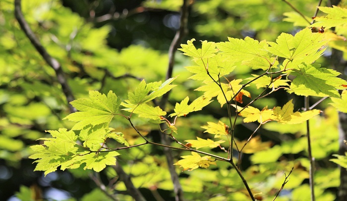 ブナの原生林の下で太陽の光を浴びながら、モミジが秋の色へと姿を変え始めている姿がまさに秋の季節の始まりを告げているようでした（２０１９年８月２７日）。