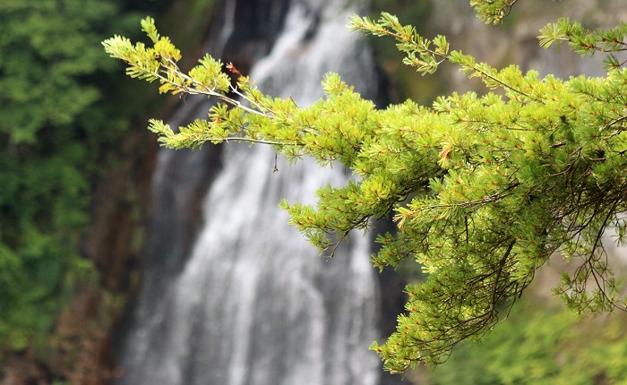 モーカケの滝の落ちる滝の姿も風情ある光景ですが、手前の姫子松の枝が妙に綺麗に見えました。展望台からの景観は多くの枝にさえぎられて昔ほどの景観が見られないのが少し残念ですが、自然現象で当然のことですね。滝とともに見る針葉樹林などの木々の枝ぶりは本当に風情ある景観です（２０１９年８月２７日）。