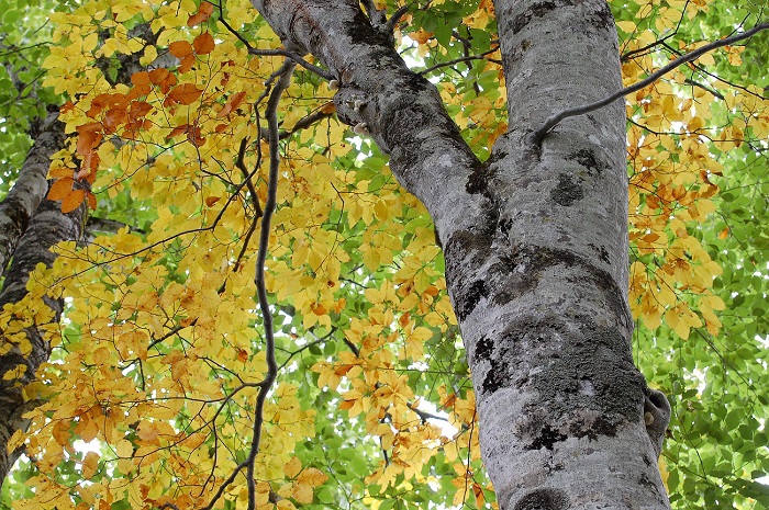 なかなか画像では表現できませんが、ブナの木の下から見上げる光を浴びたブナの木の葉は、四季折々に本当に綺麗で美しいものです(２０１９年９月２５日）。