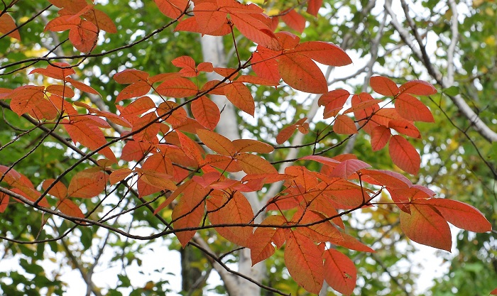 ツタウルシもヤマウルシも紅葉の姿は本当に美しく、深山の自然の奥深さと四季の移り変わりを感じる光景です(２０１９年９月２５日）。