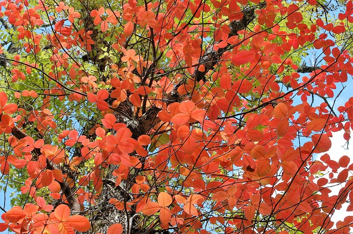 ツタウルシの紅葉もここまで広がりを魅せると、驚きとともに感動を覚えます(２０１９年９月２５日）。